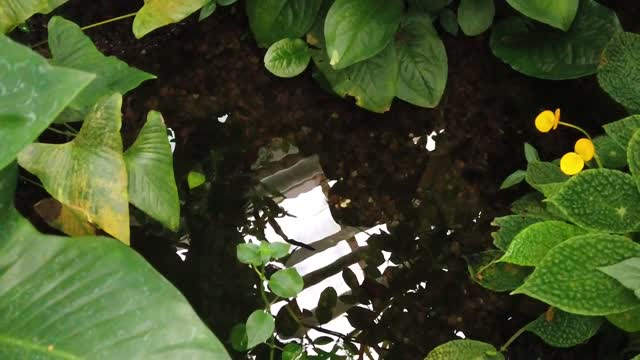 Rainforest - 39660