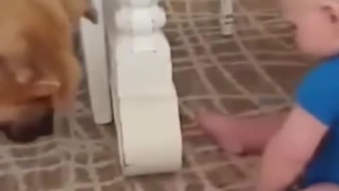 The best funny dog video's 🐶🐶🐶