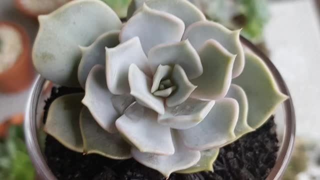 Suculents Beautiful, Lovely Succulent Arrangements