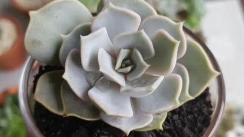 Suculents Beautiful, Lovely Succulent Arrangements