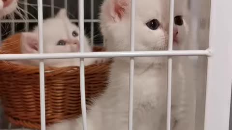 Very cute and affectionate