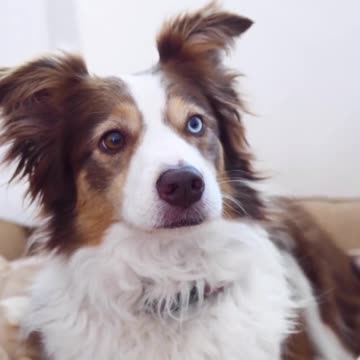 Smart animal, funny animals, smart dog, funny dog🐶 The Smart Dog 🐕 Talented Dog 😎 Well Trained