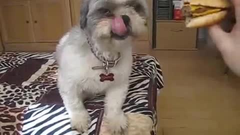 Tommy the Shih-Tzu Eats a Cheeseburger