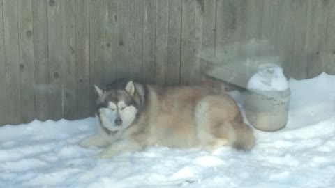 Alaskan Malamute and squirrel co-exist