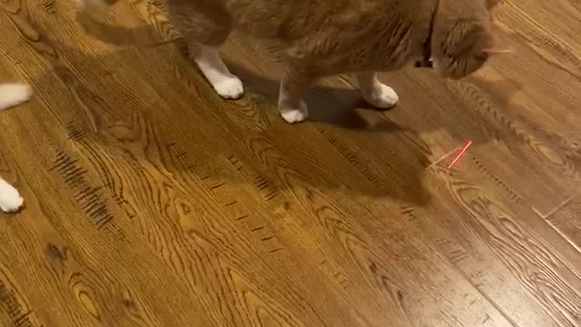 Snow-flake vs laser point