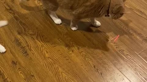 Snow-flake vs laser point