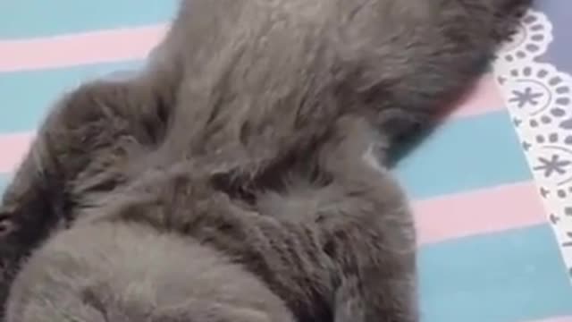 Good Night zzz, cute kitten, funny animal video