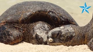 Research in the Northwestern Hawaiian Islands