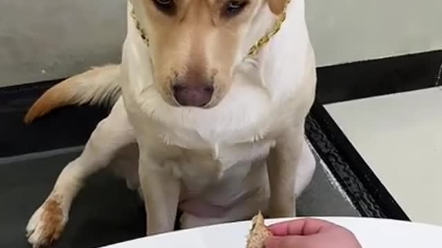 Try not to laugh with this dog so cute and funny dog