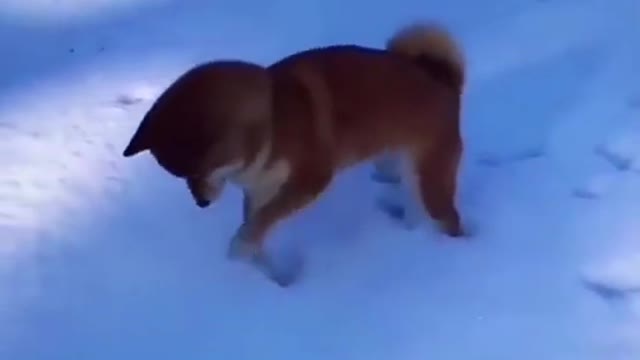 This dog loves snow | Cute dog playing with the snow