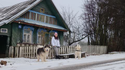 BIG DOGS IN THE SNOW