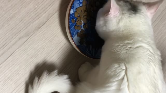 Cat eating2 asmr