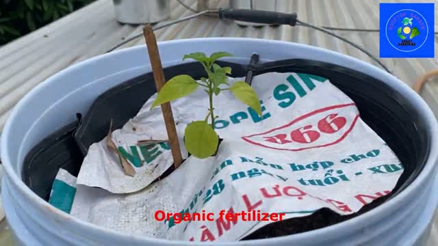 Add some nutrients to pepper seedlings