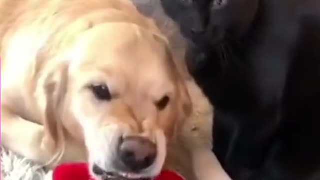 funny and entertaining videos