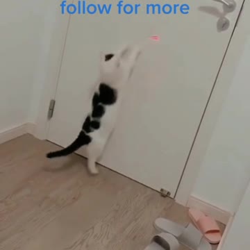 Dancing Cat Adorable