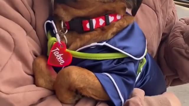 Learn How To Train Your Dog in Fun Way As They are Trained in Dog Training Academy