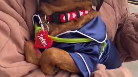 Learn How To Train Your Dog in Fun Way As They are Trained in Dog Training Academy