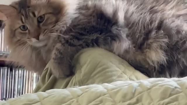 strange cat !!