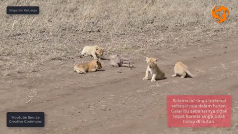 CUTE FIRE!, LION FAMILY AND IT'S STILL SMALL CHILDREN