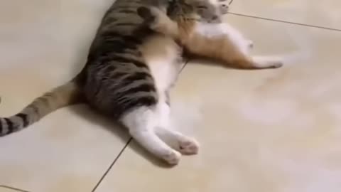 Funny animals 2023 - Funniest Cats and Dogs Video