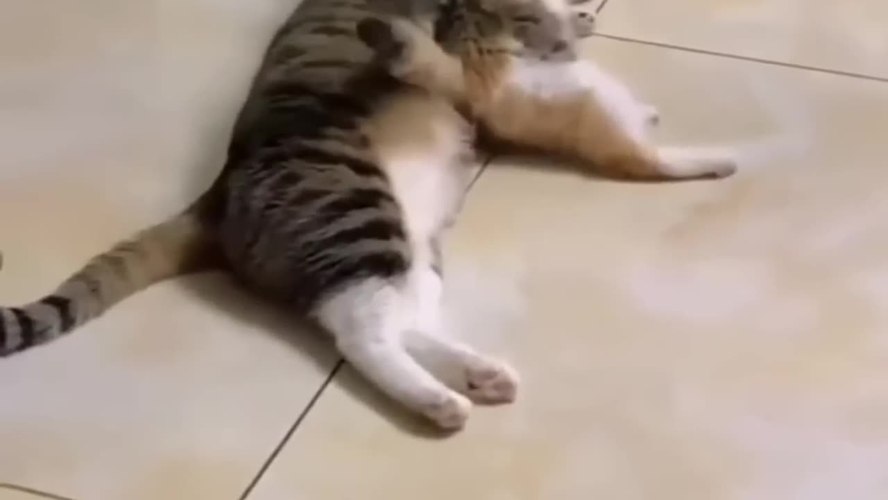 Funny animals 2023 - Funniest Cats and Dogs Video