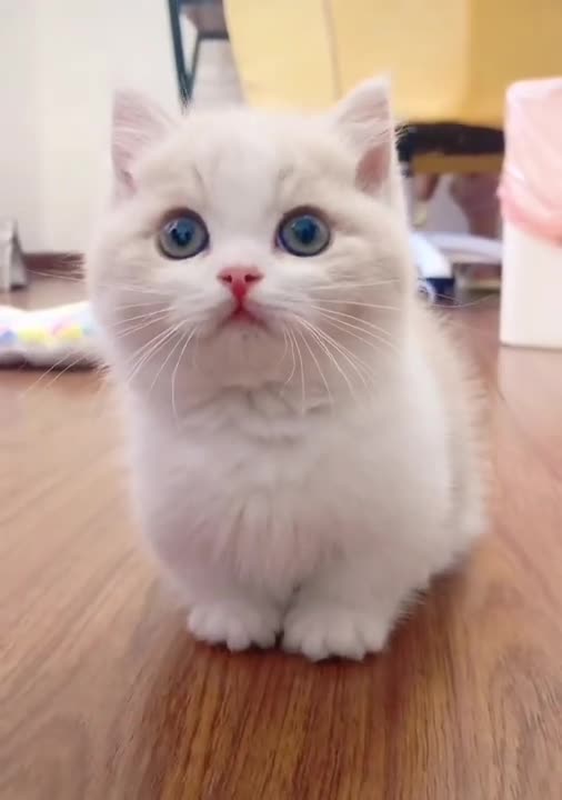 Cute baby animals cute moment of the animals