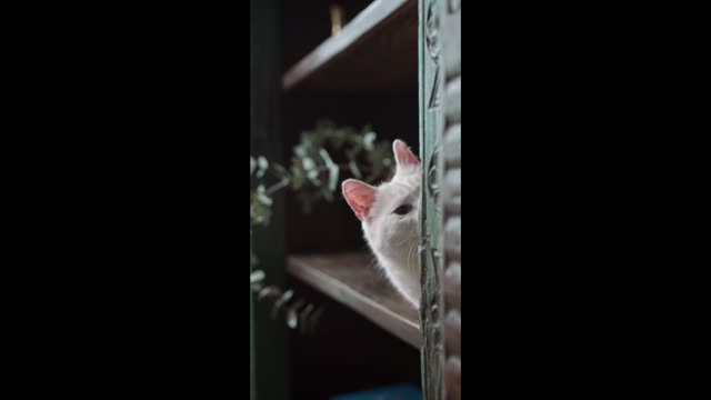 cat plays hide and seek