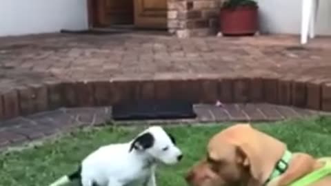 Funny dog video