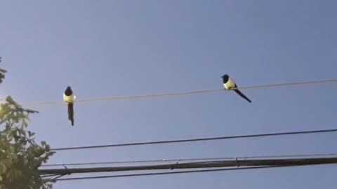 Two magpies are sitting on the pole.