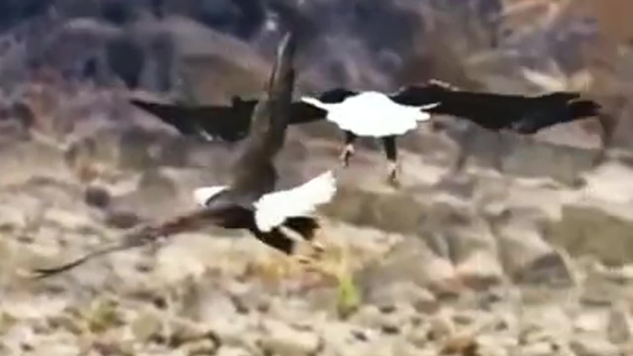 Unique Feats of Beautiful Birds in the Air #shorts #viral #shortsvideo #video