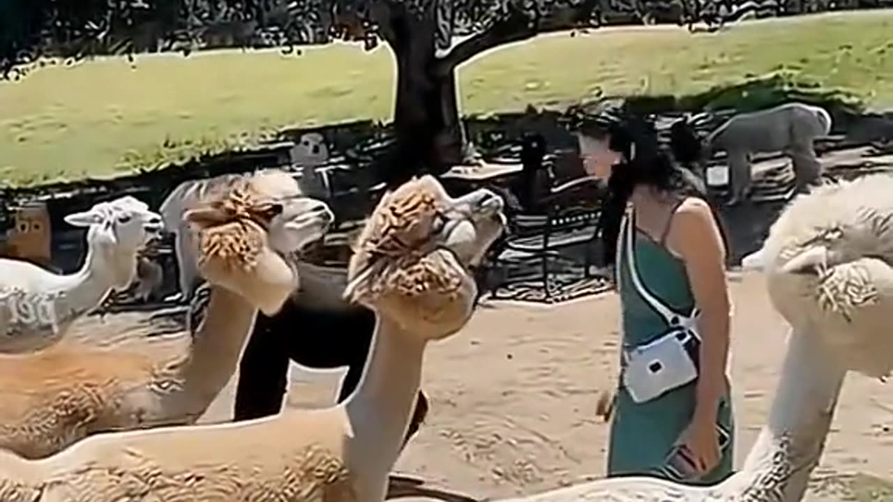 Funny cute animals