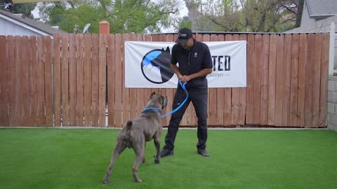 Basic Dog Training