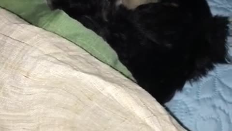 Baby Schnauzer talks to sleep with a blanket