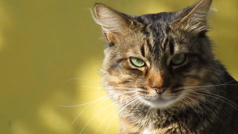 Cat happy mood enjoy kr rahe hai