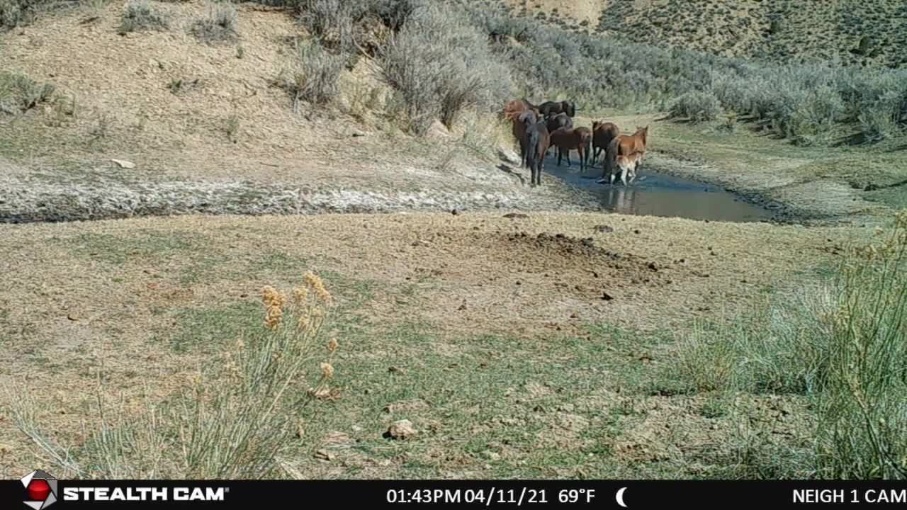 Wild Mustangs On Water Break