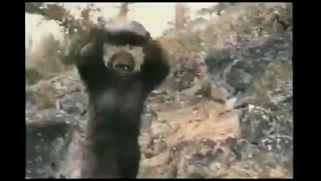 Bear attack must see!!!