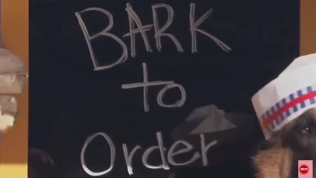 barkfast to order for dog