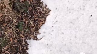 Step on snow ASMR