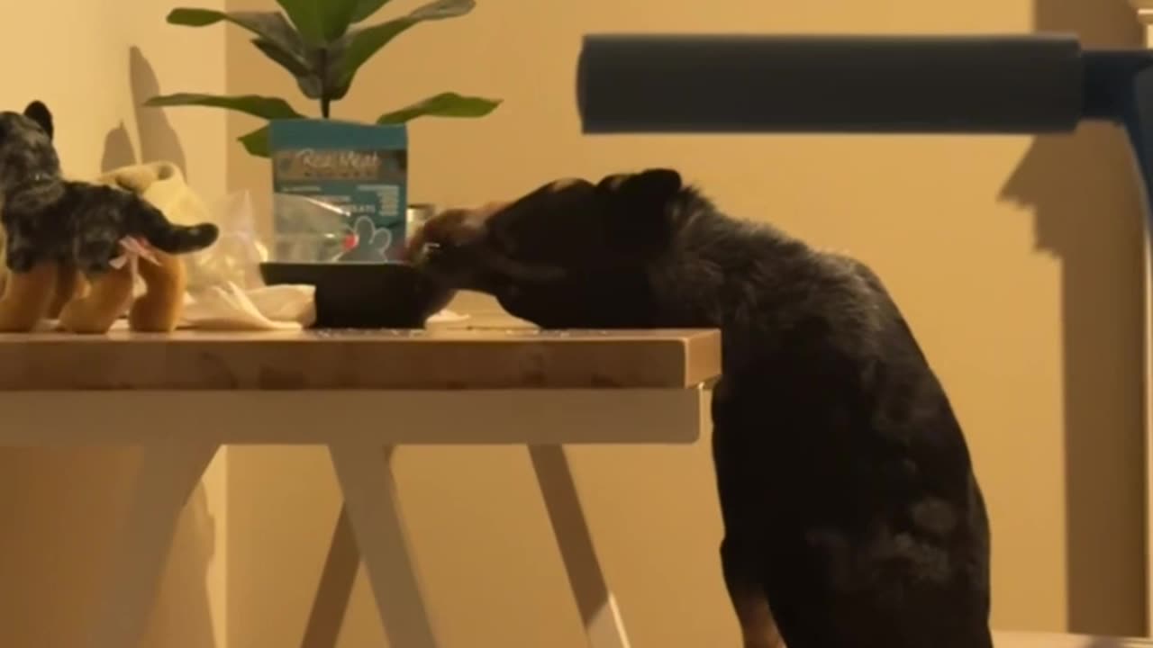 Dog Stretches to Reach Bowl of Ranch