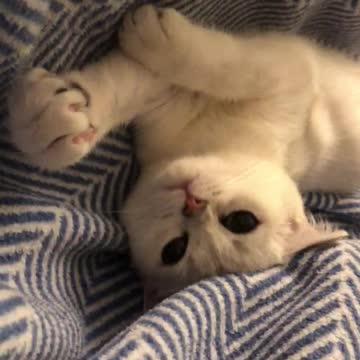 Cats and kittens videos