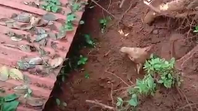 Dog rescued after landslide