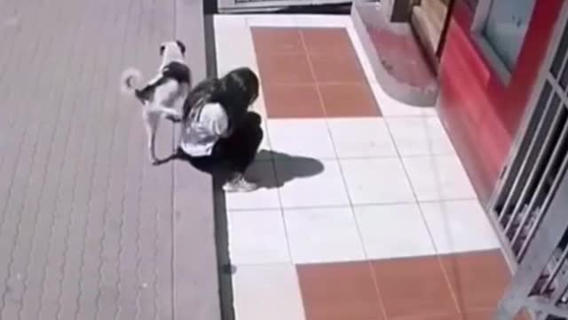 Best of the funny Dog negligence #14