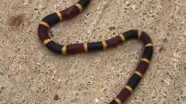 Coral Snake Body Still Moving After Being Decapitated