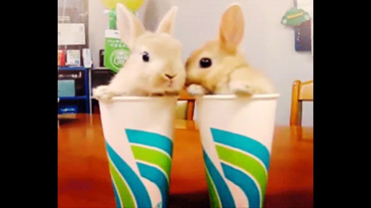 Cutest Bunnies Of The Week - In 30 seconds, this cute animal compilation will make you laugh!