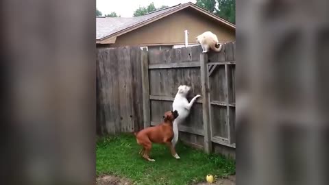 Cats vs Dogs Funny Video