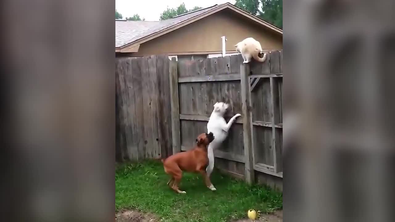 Cats vs Dogs Funny Video