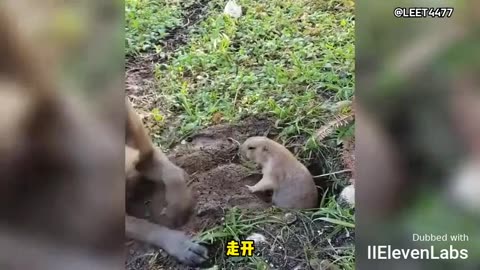 Animal World Funny English Voiceover Groundhog I just want to dig a hole, why is it so hard!