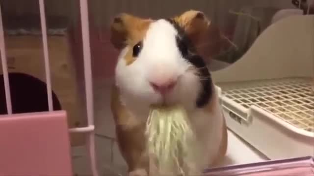 Do you love guinea pigs, then this video is for you.