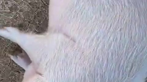 cute pet pig