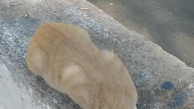 Kittens are playing with the bee.